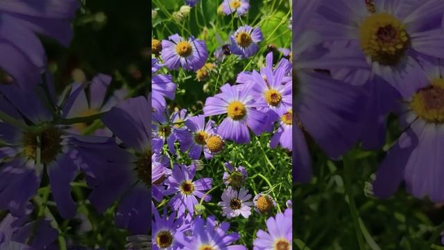 Ромашка Брахикома (Brachyscome).??