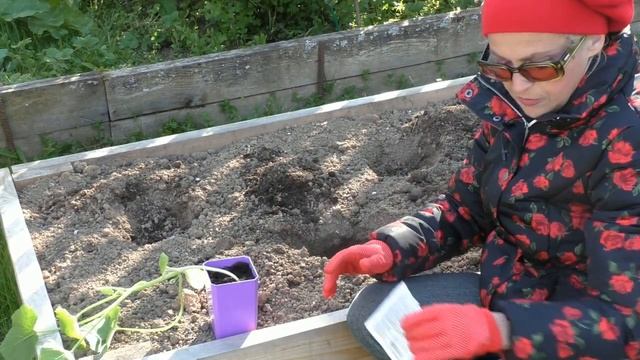 Как посадить переросшую рассаду кабачков