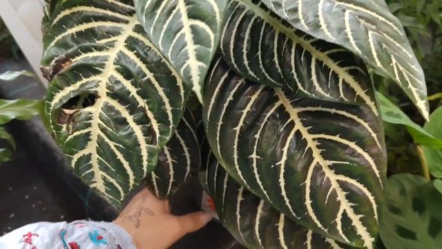 Обзор комнатных цветов в магазине Оби смотреть онлайн