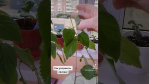 Как укоренить лантану