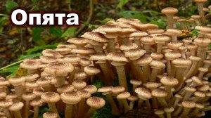 Осенние безумие грибы опята в Сибири