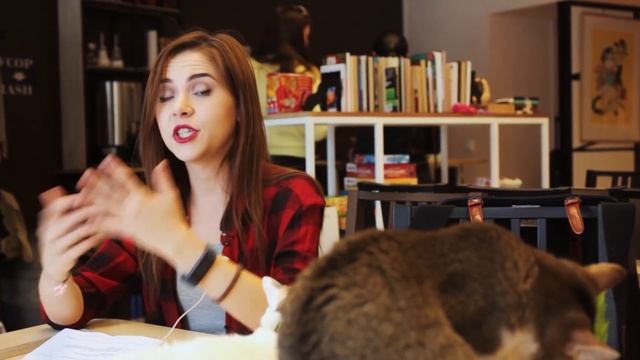 ОПАСНО ДЛЯ КОШЕК! САМЫЕ ВРЕДНЫЕ РАСТЕНИЯ ДЛЯ КОШЕК смотреть онлайн