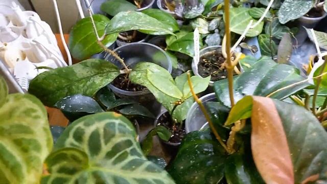 ??Вернулась домой спустя месяц. Как чувствуют себя мои хойи и филодендроны на стеллаже. смотреть онлайн