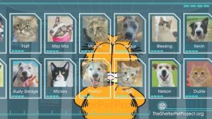 Garfield & The Shelter Pet Project - 10 second spot