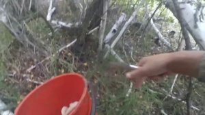 ОСЕННИЕ ГРИБЫ 2021. КУЧУГУРЫ. #грибы #осень #кучугуры