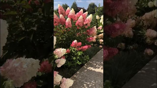 #flower #hydrangea #садгортензий #garden #hortensia #гортензия #hydrangeaflower #paniculata #сад