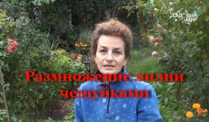 Размножение лилии чешуйками