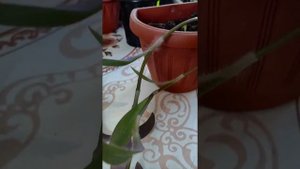 ? ЭКСПЕРИМЕНТ ? ВЛИЯНИЕ СОЛНЕЧНОГО СВЕТА НА РАСТЕНИЯ ? КАК ВЛИЯЕТ УЛЬТРАФИОЛЕТ НА КОМНАТНЫЕ ЦВЕТЫ?