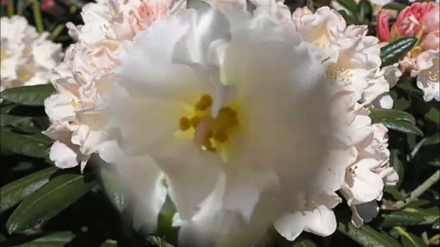 Мантра Любви и Нежности смотреть онлайн