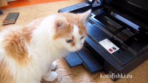 Котенок помогает принтеру печатать :) | Funny kitten against the printer