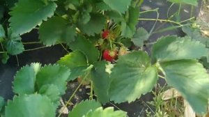 ОБЗОР МОЕЙ КЛУБНИКИ .СОРТ ФЕСТИВАЛЬНАЯ. И СВИТ ЭВИ !!!