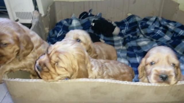 щенки кокер -спаниеля 1 месяц смотреть онлайн