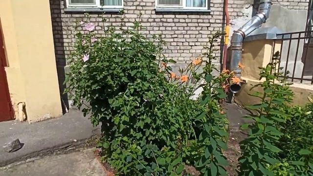 моя клумба в Павловске