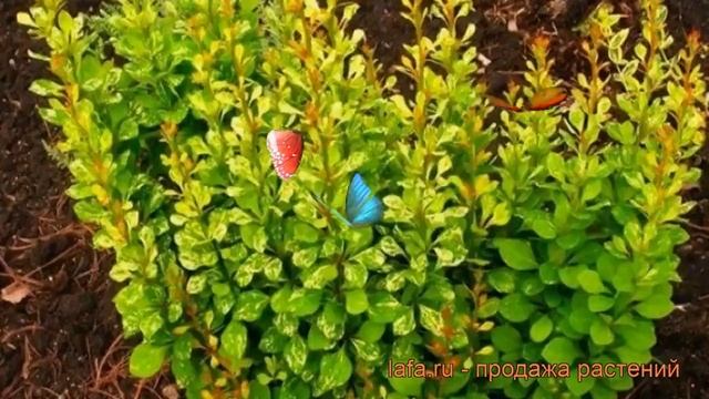 Барбарис тунберга Пау Вау (powwow) ? обзор: как сажать, саженцы барбариса Пау Вау смотреть онлайн