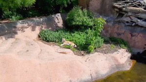 МОСКОВСКИЙ ЗООПАРК - ВОЛКИ