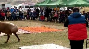 Самые большие  бараны в мире