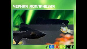 Черная моллинезия