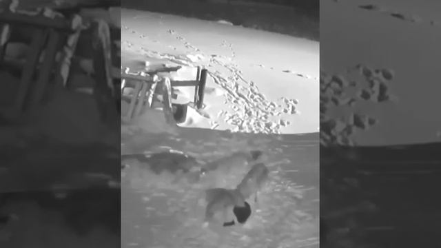 Волки нападают смотреть онлайн