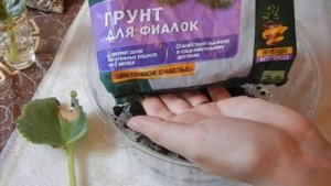 Укоренение фиалки листом в воде: особенности и процесс посадки в почву.