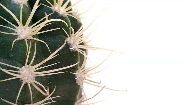 Coleocephalocereus Goebelianus