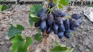 Новинки!!! ГФ. Винограда: ЭНЕРГОДАР,ЧЕРНЫЙ РОЯЛЬ,АЛЛАДИН.(Калугин В.М.).