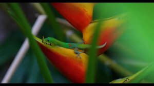 Paradise Found! - Tracy Allen - Coldwell Banker Realty - Hawaii Real Estate