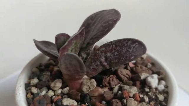 ADROMISCHUS MACULATUS, Succulent Plant