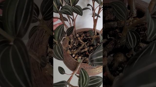 Лудизия дисколор смотреть онлайн