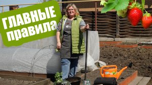 Посадка клубники ВЕСНОЙ. Как правильно сажать землянику садовую