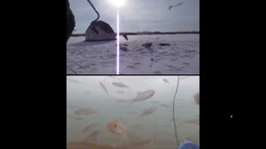 Чего боится рыба и чего не боится