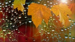 Яркий танец листопада!!! Красивые стихи об осени! Татьяна Чанчибаева