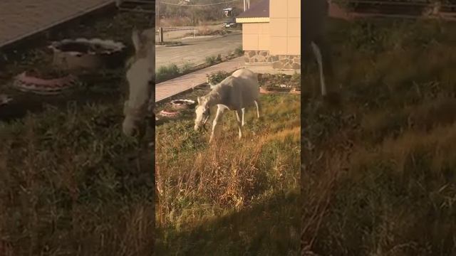 Табун лошадей пасется под окнами жильцов в Дальнем