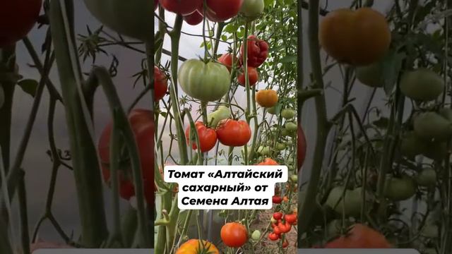 Обзор томатов в моей теплице -Алтайский сахарный от Семян Алтая #жизньвсвоемдоме #жизньнаурале
