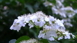 Цветёт калина.