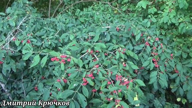 РЫБАЛКА Щука Карась Окунь. Новый старый пруд Бублий город Лабинск. Кубань Класс. Живите в Кайф! смотреть онлайн