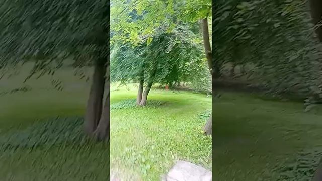 парк Екатерингоф станция метро Нарвская лето 2023 июль природа свежесть зелень трава цветы прохлада смотреть онлайн