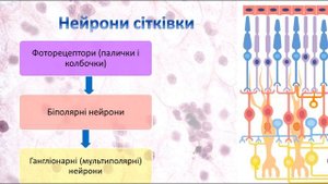 Органи чуття, частина 2. Орган зору. Гістологія
