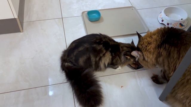 Кот Вилли.  Приколы и приключения