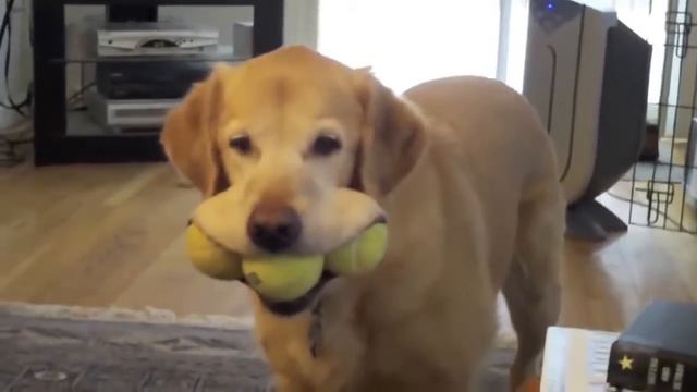 Приколы про животных от РжуНемогу 1 часть смотреть онлайн