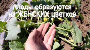 Дыня - серия 7. Цветение. Опыление. Завязь. Мужские и женские цветки на дыне.