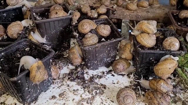 Разведение улиток.Сколько времени проходит инкубационный период у улитки. смотреть онлайн