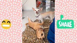 mreviatar tiktok compilation/SPECIAL NIKI CHIHUAHUA/nikiozeri videos.#mreviatar #mreviatartiktok.
