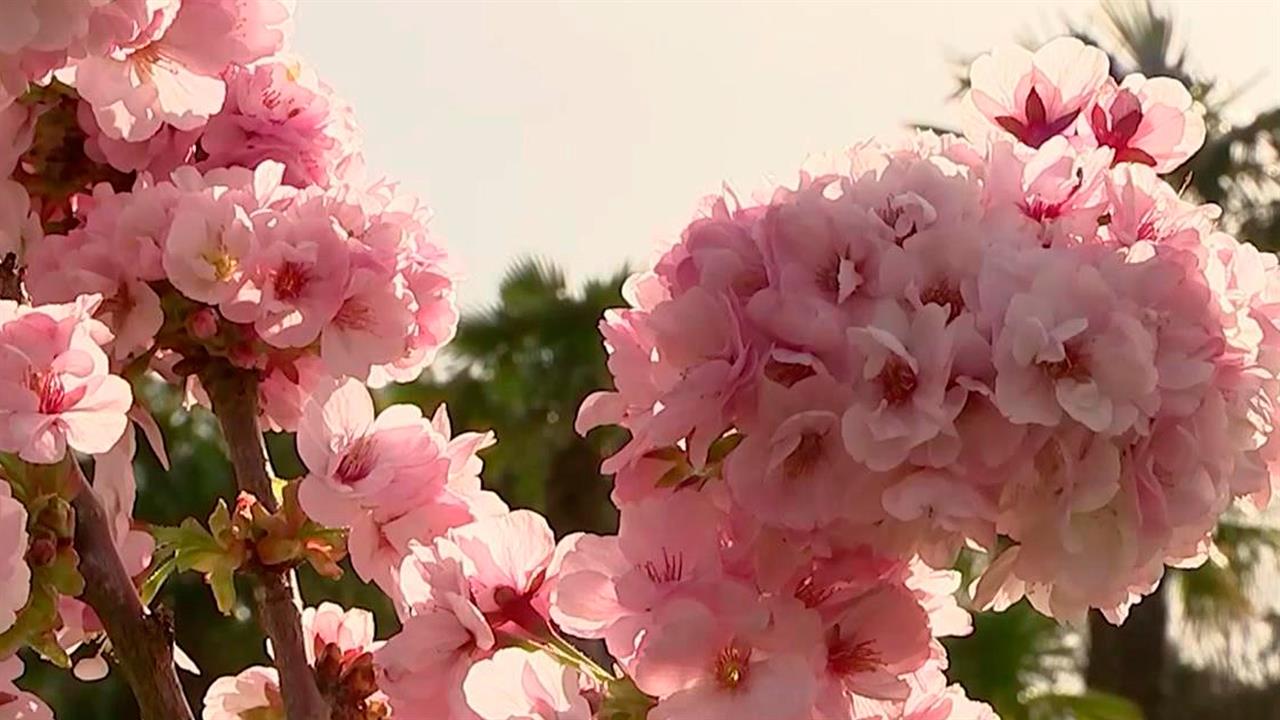 Туристы со всей России стремятся в Сочи, чтобы увидеть цветение сакуры