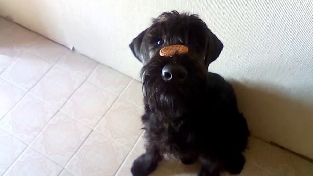 Скушай печеньку смотреть онлайн