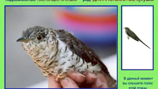 Кукушка дронговая и др. Голоса птиц смотреть онлайн