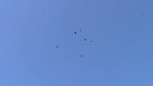 Голуби Приазовье Голубедром