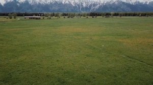 Волк не мог найти общий язык со своими сородичами и тогда к нему подсадили собаку