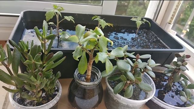 02.06.2021. Денежное Дерево. Толстянка. Крассула. Рисовое поле. смотреть онлайн