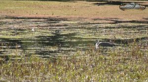 Почему карп не клюет 10 ошибок начинающего карпятника.