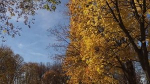 ? Осень. Падающие листья. ? Красивая музыка. Футаж. Autumn.